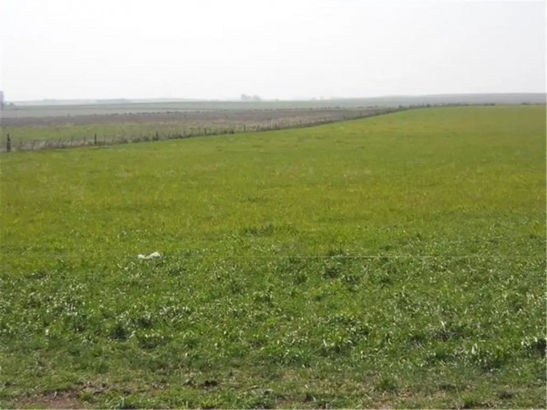 CAMPO RUTA 88. 220 HECTAREAS