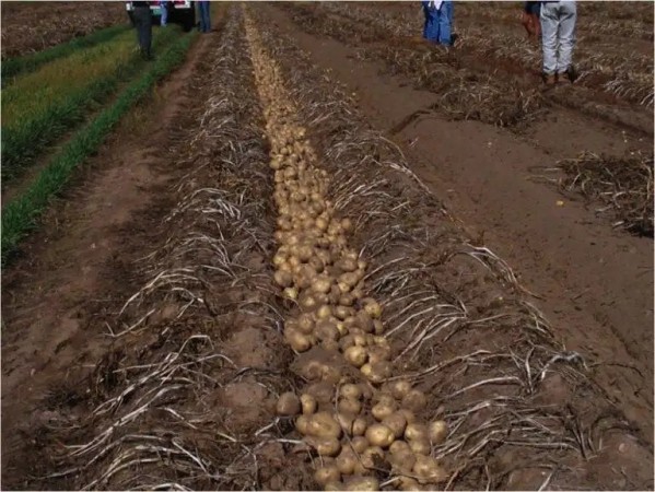 CAMPO RUTA 88. 220 HECTAREAS