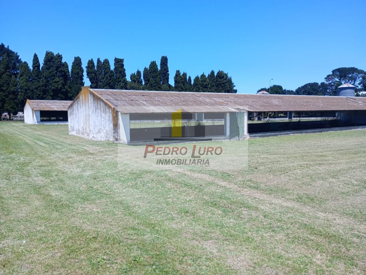 AVICOLA, HIDROPONIA, VIVERO... ETC. - CAMINO A MIRAMAR KM 12