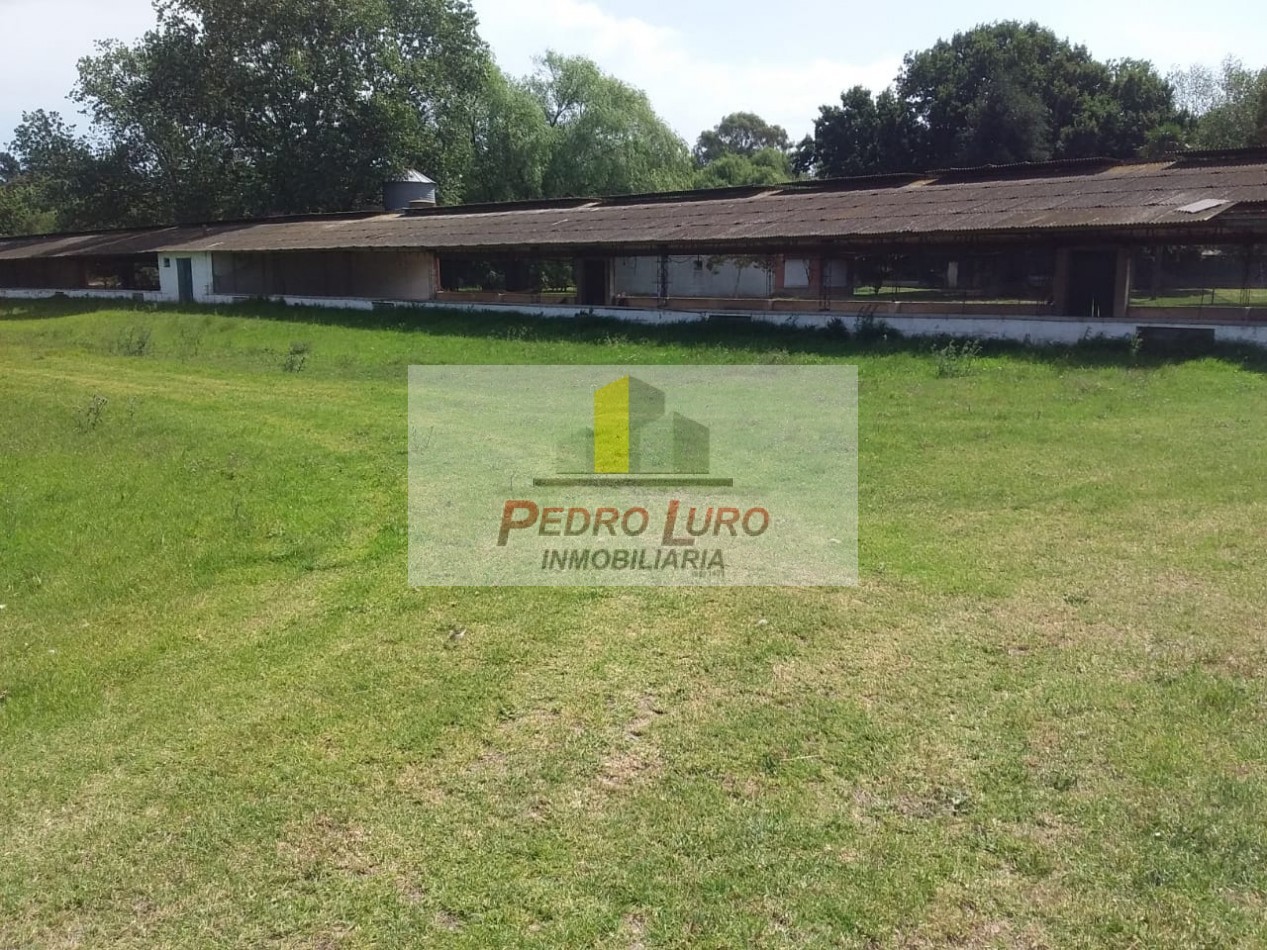 AVICOLA, HIDROPONIA, VIVERO... ETC. - CAMINO A MIRAMAR KM 12