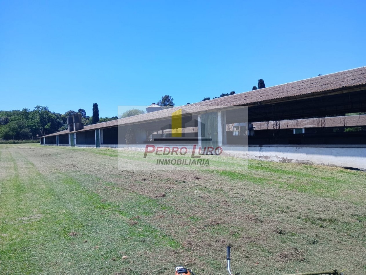 AVICOLA, HIDROPONIA, VIVERO... ETC. - CAMINO A MIRAMAR KM 12