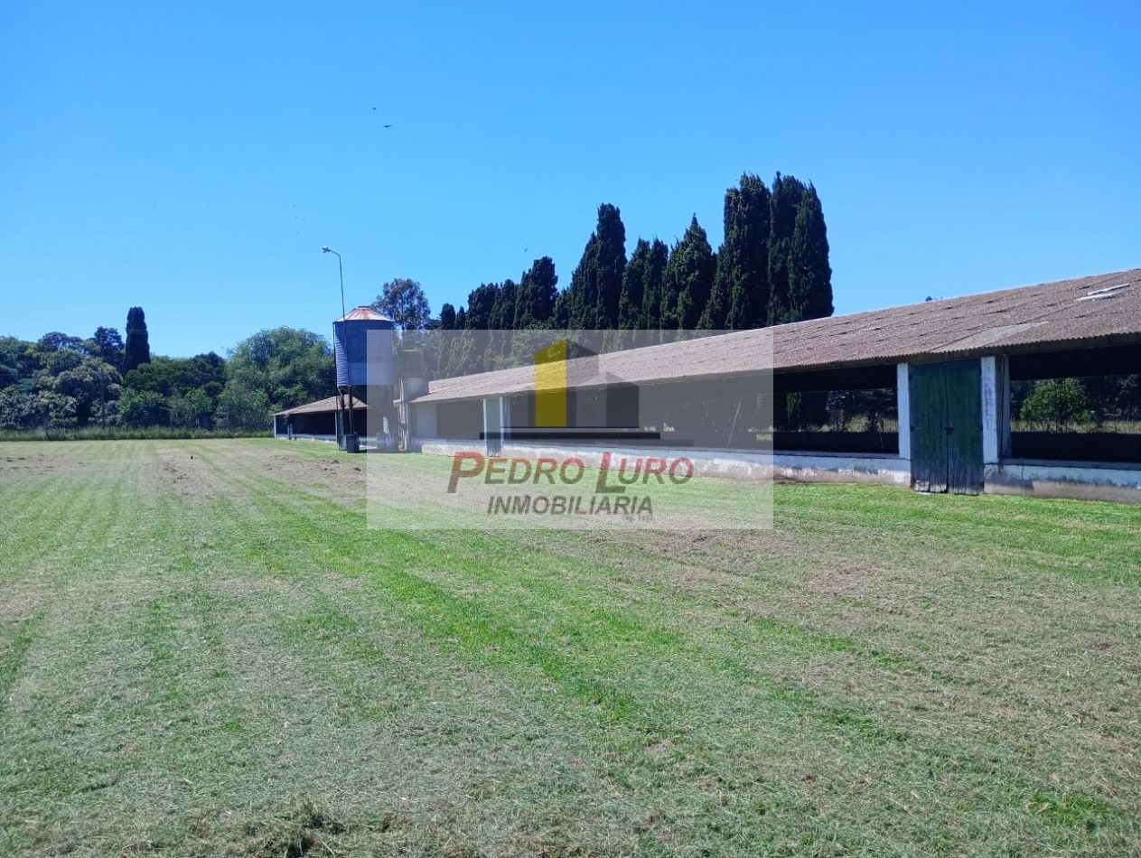 AVICOLA, HIDROPONIA, VIVERO... ETC. - CAMINO A MIRAMAR KM 12