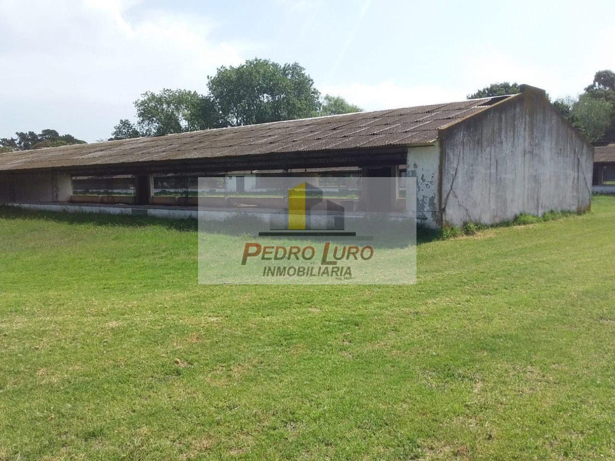 AVICOLA, HIDROPONIA, VIVERO... ETC. - CAMINO A MIRAMAR KM 12