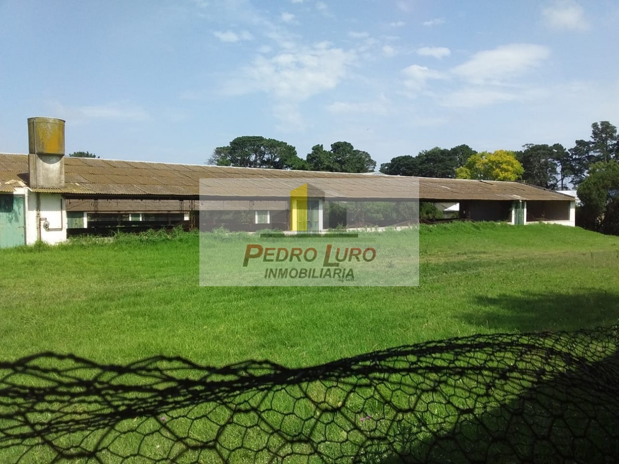 AVICOLA, HIDROPONIA, VIVERO... ETC. - CAMINO A MIRAMAR KM 12