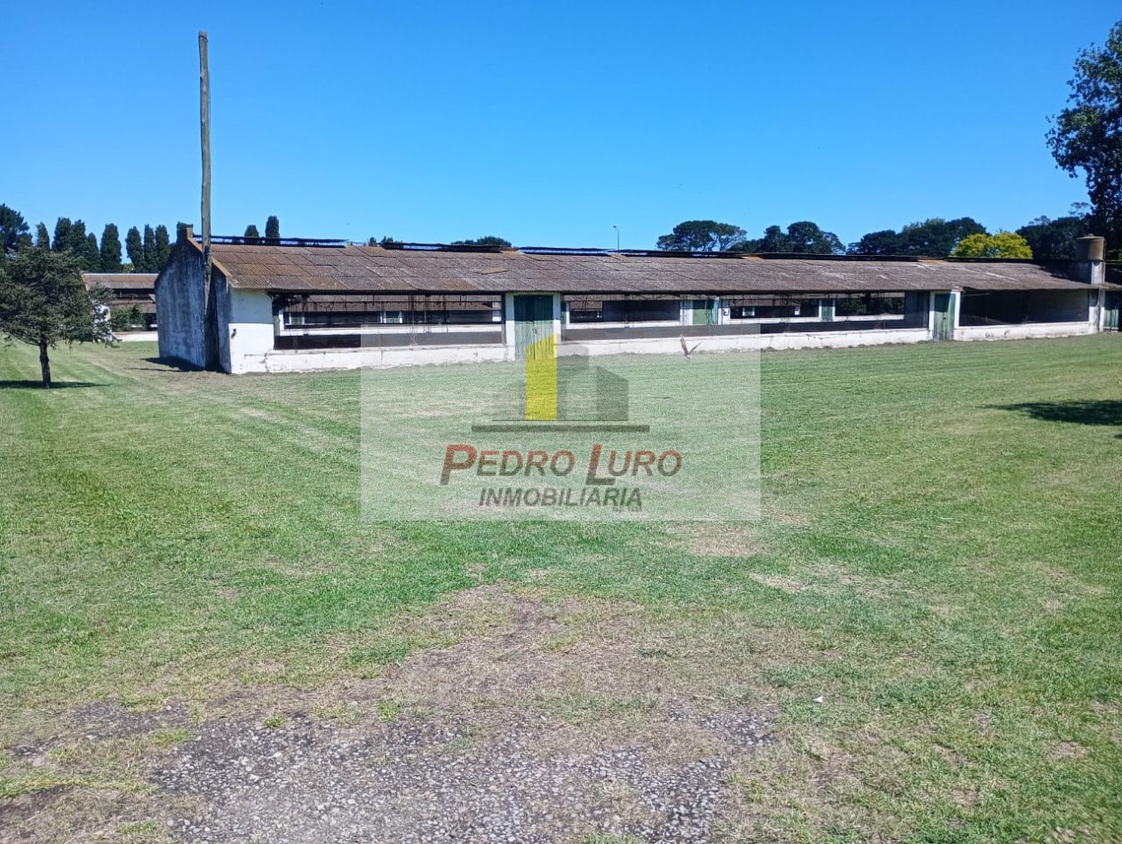 AVICOLA, HIDROPONIA, VIVERO... ETC. - CAMINO A MIRAMAR KM 12