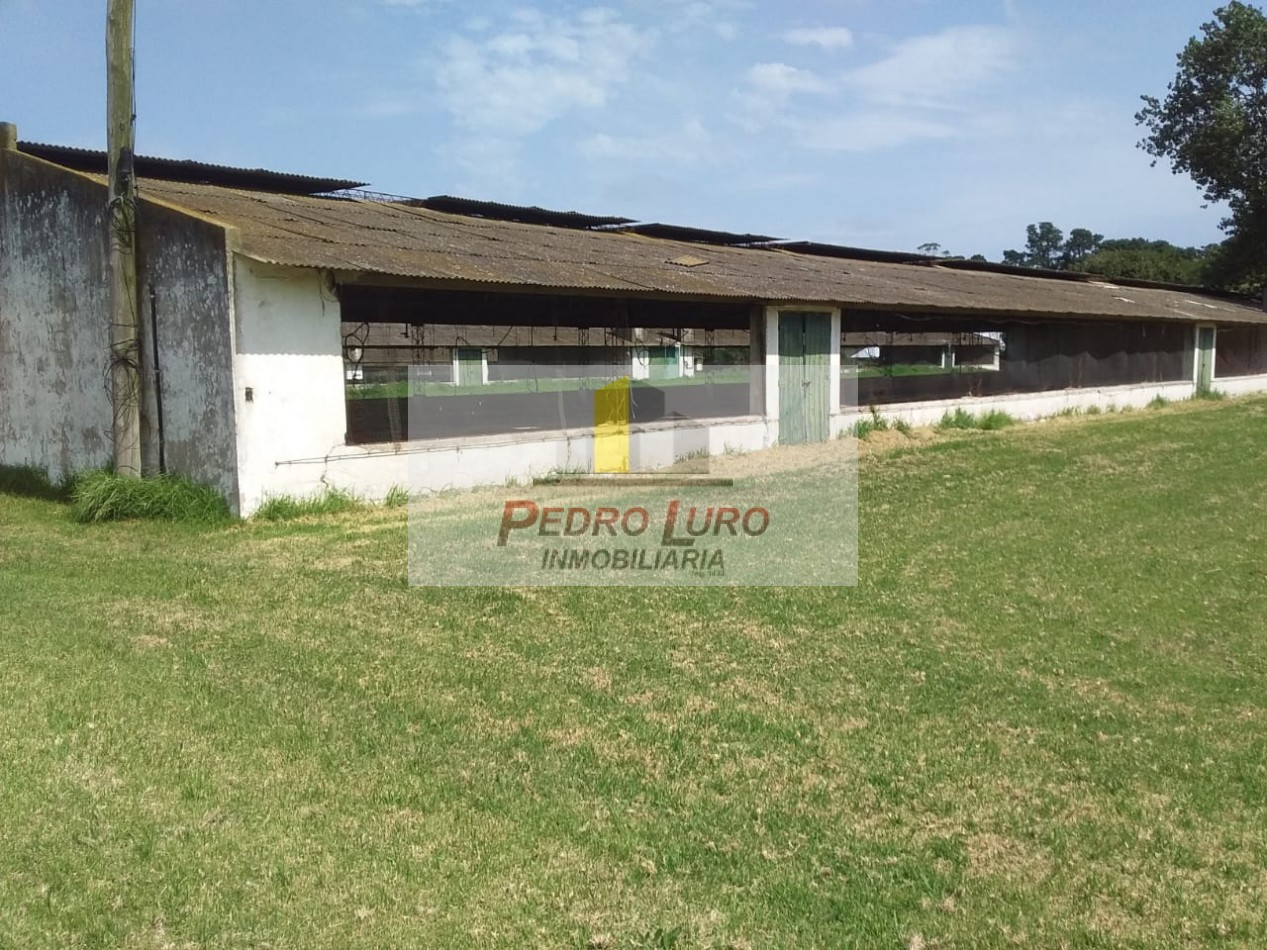 AVICOLA, HIDROPONIA, VIVERO... ETC. - CAMINO A MIRAMAR KM 12