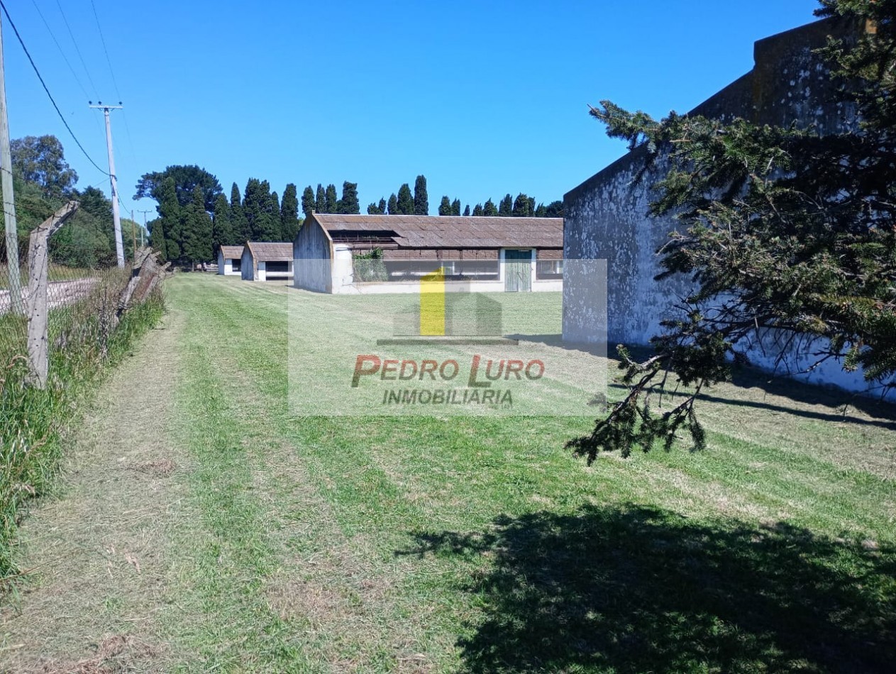 AVICOLA, HIDROPONIA, VIVERO... ETC. - CAMINO A MIRAMAR KM 12