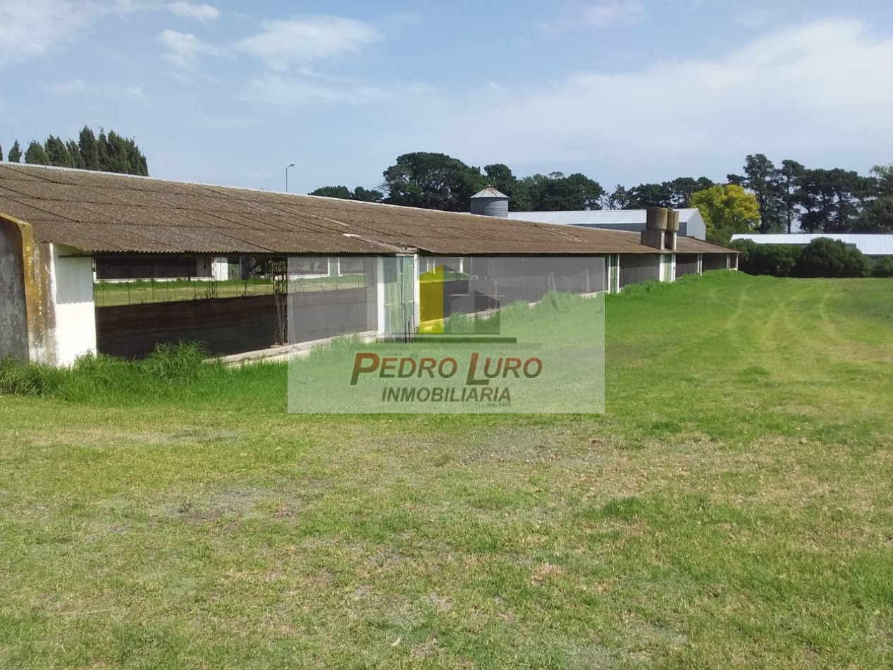 AVICOLA, HIDROPONIA, VIVERO... ETC. - CAMINO A MIRAMAR KM 12