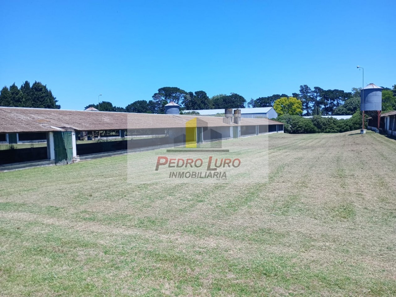 AVICOLA, HIDROPONIA, VIVERO... ETC. - CAMINO A MIRAMAR KM 12