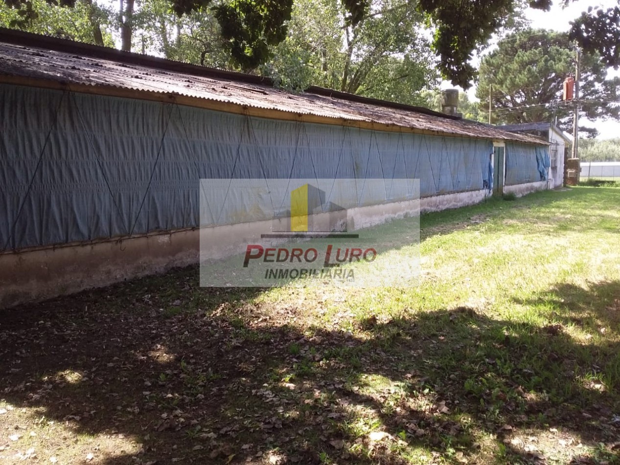 AVICOLA, HIDROPONIA, VIVERO... ETC. - CAMINO A MIRAMAR KM 12