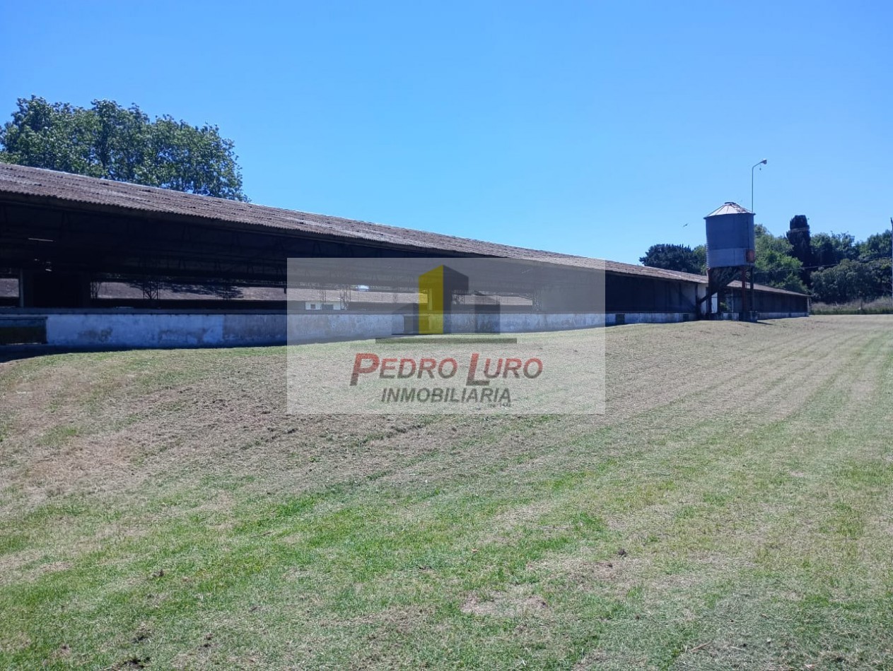 AVICOLA, HIDROPONIA, VIVERO... ETC. - CAMINO A MIRAMAR KM 12