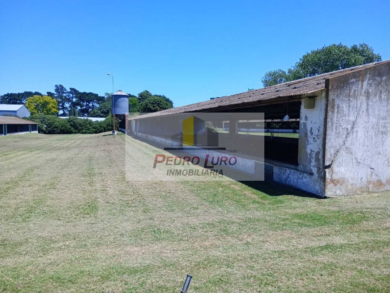 AVICOLA, HIDROPONIA, VIVERO... ETC. - CAMINO A MIRAMAR KM 12