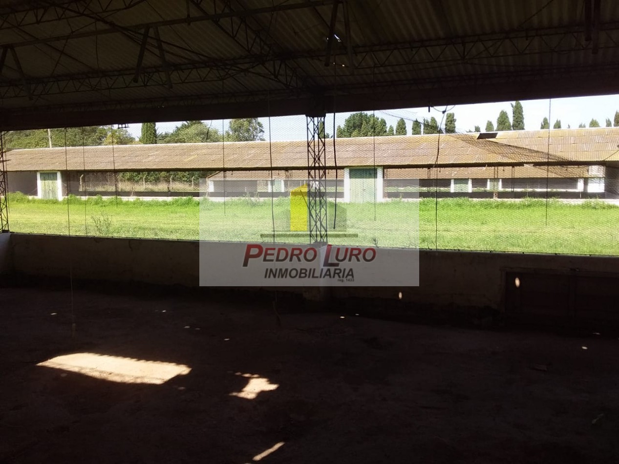 AVICOLA, HIDROPONIA, VIVERO... ETC. - CAMINO A MIRAMAR KM 12