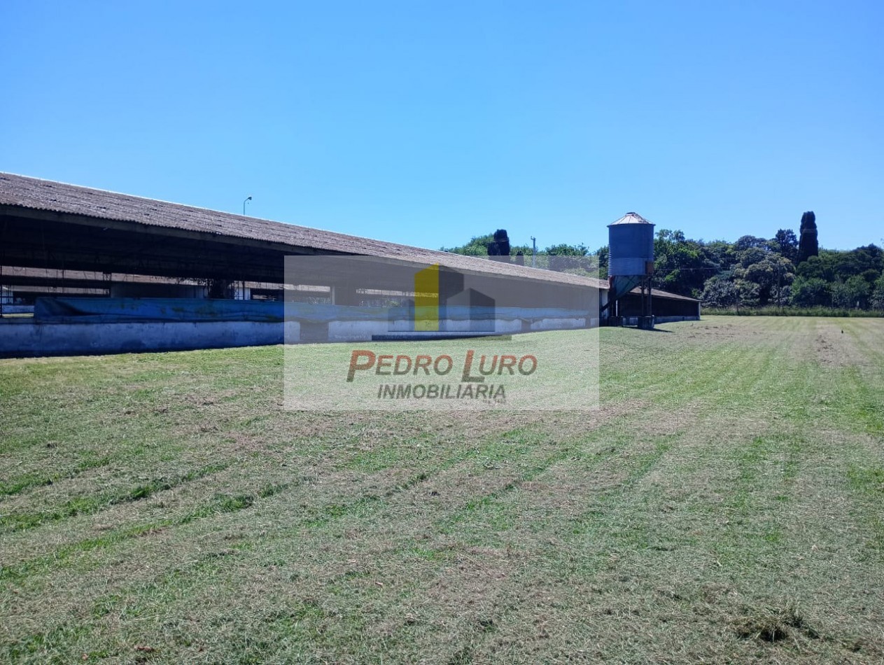 AVICOLA, HIDROPONIA, VIVERO... ETC. - CAMINO A MIRAMAR KM 12