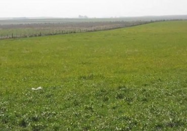 CAMPO RUTA 88. 220 HECTAREAS
