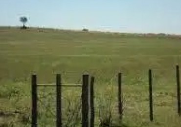 CAMPO RUTA 226. KM 18